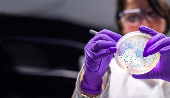 Woman wearing gloves and using petri dish in lab. 